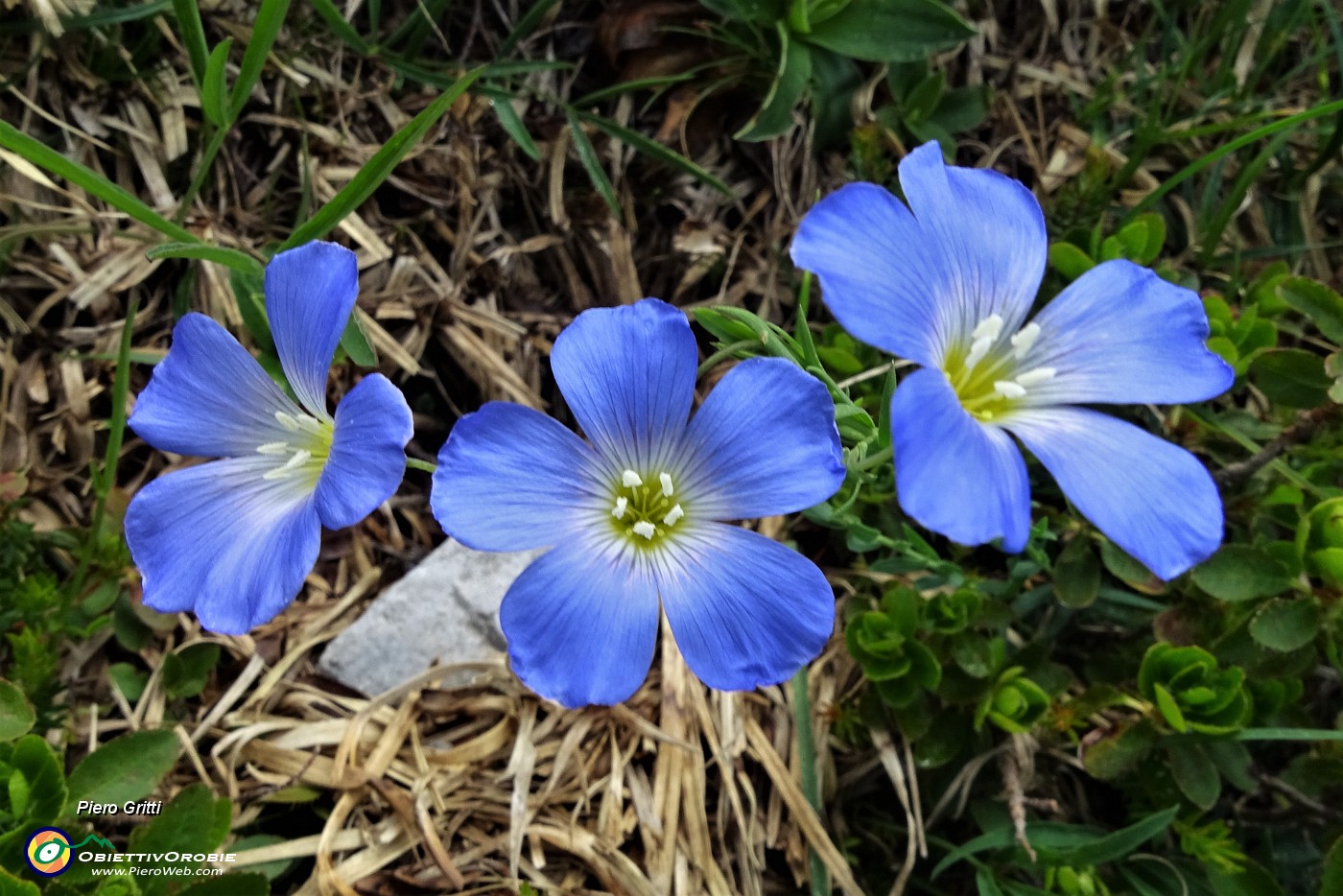 17 Lino celeste (linum alpinum).JPG